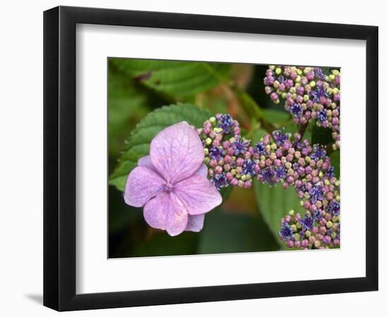 Lacecap Hydrangea-Adrian Bicker-Framed Premium Photographic Print