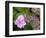 Lacecap Hydrangea-Adrian Bicker-Framed Premium Photographic Print