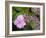 Lacecap Hydrangea-Adrian Bicker-Framed Photographic Print