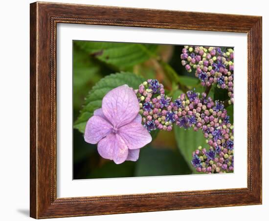 Lacecap Hydrangea-Adrian Bicker-Framed Photographic Print