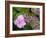 Lacecap Hydrangea-Adrian Bicker-Framed Photographic Print