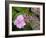 Lacecap Hydrangea-Adrian Bicker-Framed Photographic Print