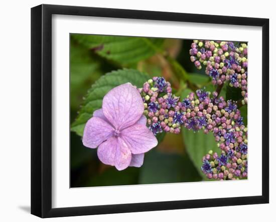 Lacecap Hydrangea-Adrian Bicker-Framed Photographic Print