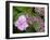 Lacecap Hydrangea-Adrian Bicker-Framed Photographic Print