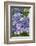 Lacecap Hydrangea-Jim Engelbrecht-Framed Photographic Print