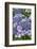 Lacecap Hydrangea-Jim Engelbrecht-Framed Photographic Print