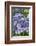 Lacecap Hydrangea-Jim Engelbrecht-Framed Photographic Print