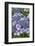 Lacecap Hydrangea-Jim Engelbrecht-Framed Photographic Print