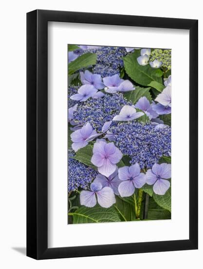 Lacecap Hydrangea-Jim Engelbrecht-Framed Photographic Print