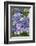 Lacecap Hydrangea-Jim Engelbrecht-Framed Photographic Print