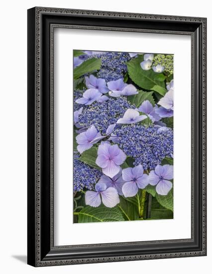 Lacecap Hydrangea-Jim Engelbrecht-Framed Photographic Print