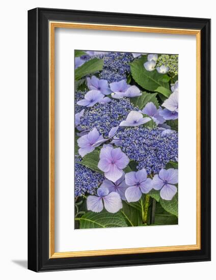 Lacecap Hydrangea-Jim Engelbrecht-Framed Photographic Print