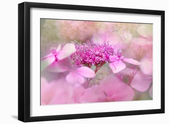 Lacecap hydrangea-Jacky Parker-Framed Giclee Print