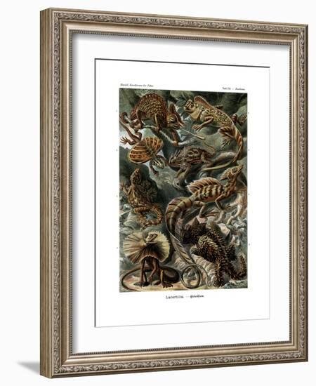 Lacertilia, 1899-1904-null-Framed Giclee Print