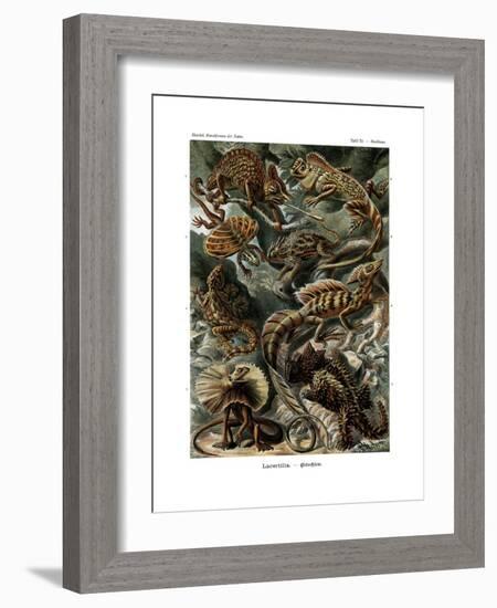 Lacertilia, 1899-1904-null-Framed Giclee Print