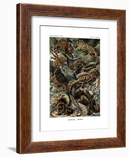 Lacertilia, 1899-1904-null-Framed Giclee Print