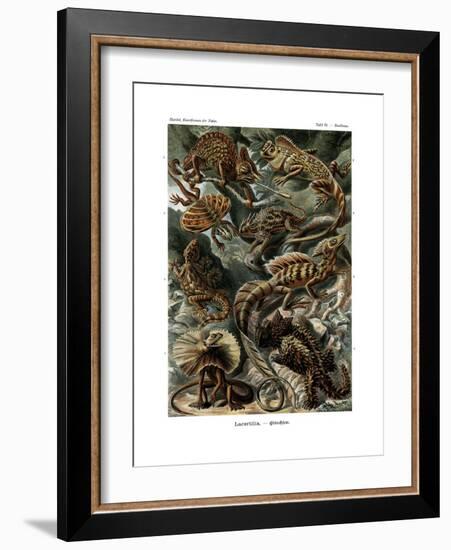 Lacertilia, 1899-1904-null-Framed Giclee Print