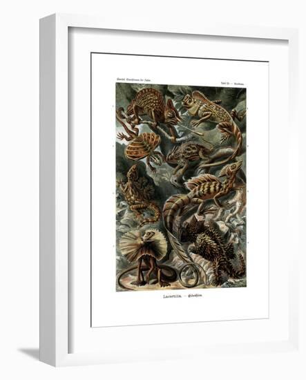 Lacertilia, 1899-1904-null-Framed Giclee Print