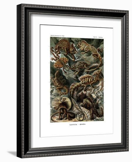 Lacertilia, 1899-1904-null-Framed Giclee Print