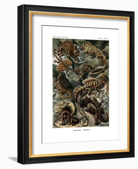 Lacertilia, 1899-1904-null-Framed Giclee Print