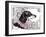 Lacey the Dachshund, 2013-Jo Chambers-Framed Giclee Print