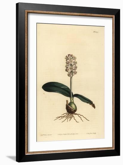 Lachenalia Pallida (Glossy Leaved Lachenalia, Lachenalia Lucida)-Sydenham Teast Edwards-Framed Giclee Print