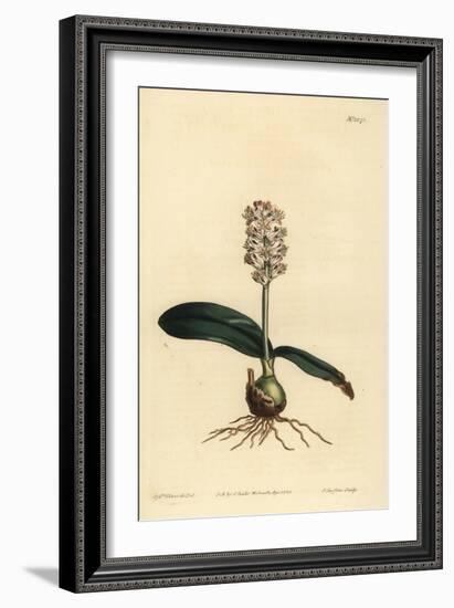 Lachenalia Pallida (Glossy Leaved Lachenalia, Lachenalia Lucida)-Sydenham Teast Edwards-Framed Giclee Print