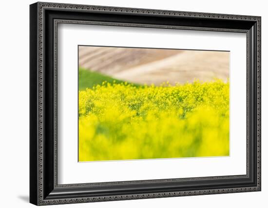 Lacrosse, Washington State, USA. Blooming canola field in the Palouse hills.-Emily Wilson-Framed Photographic Print