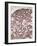 Lactating Breast Tissue, Light Micrograph-Steve Gschmeissner-Framed Photographic Print