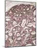 Lactating Breast Tissue, Light Micrograph-Steve Gschmeissner-Mounted Photographic Print