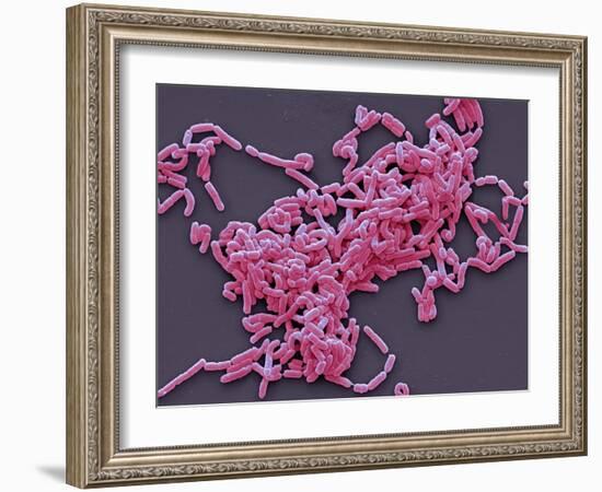 Lactobacillus Casei Bacteria, SEM-Steve Gschmeissner-Framed Photographic Print