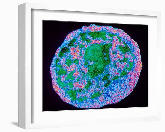 Lactococcus Lactis Bacterium-PASIEKA-Framed Photographic Print