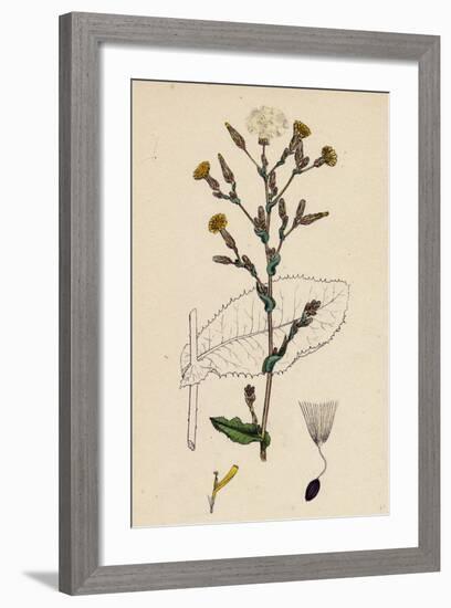 Lactuca Virosa Strong-Scented Lettuce-null-Framed Giclee Print