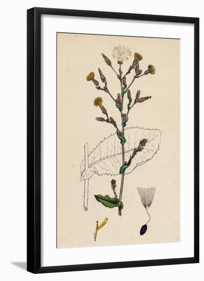 Lactuca Virosa Strong-Scented Lettuce-null-Framed Giclee Print