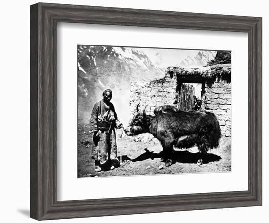 Ladakhi Yak, C.1860-80--Framed Photographic Print