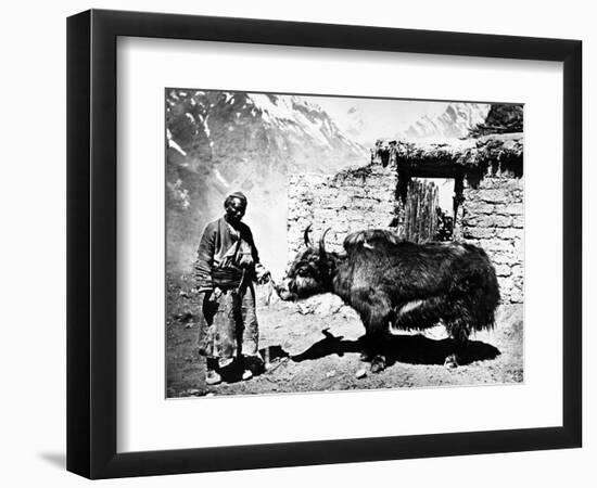 Ladakhi Yak, C.1860-80-null-Framed Photographic Print