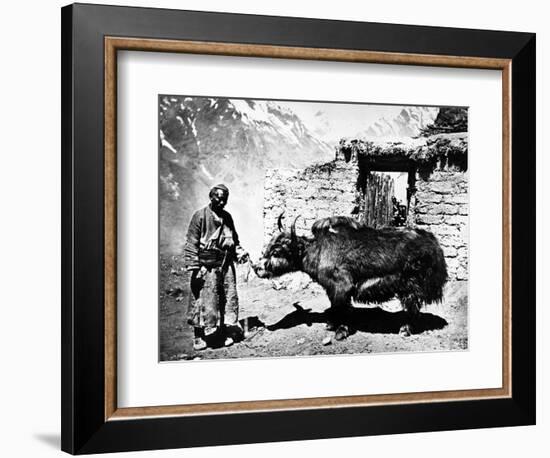 Ladakhi Yak, C.1860-80-null-Framed Photographic Print