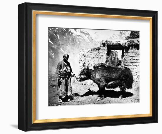 Ladakhi Yak, C.1860-80-null-Framed Photographic Print