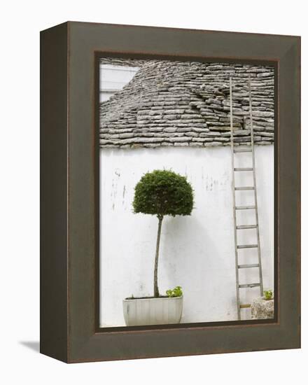 Ladder and Potted Tree, Trulli Houses, Alberobello, Puglia, Italy-Walter Bibikow-Framed Premier Image Canvas