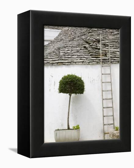 Ladder and Potted Tree, Trulli Houses, Alberobello, Puglia, Italy-Walter Bibikow-Framed Premier Image Canvas