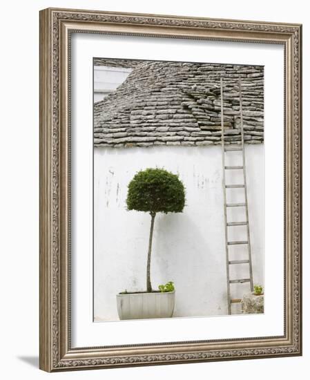 Ladder and Potted Tree, Trulli Houses, Alberobello, Puglia, Italy-Walter Bibikow-Framed Photographic Print