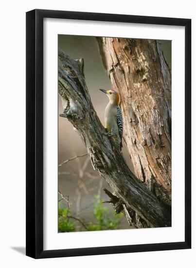 Ladder Back Woodpecker-Ike Leahy-Framed Photographic Print