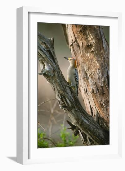 Ladder Back Woodpecker-Ike Leahy-Framed Photographic Print