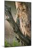 Ladder Back Woodpecker-Ike Leahy-Mounted Photographic Print