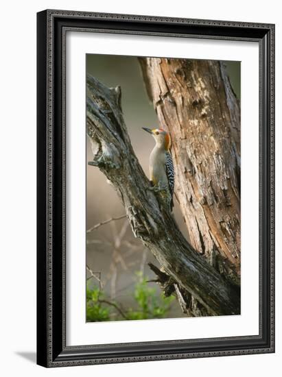 Ladder Back Woodpecker-Ike Leahy-Framed Photographic Print