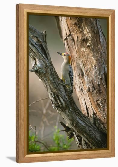 Ladder Back Woodpecker-Ike Leahy-Framed Premier Image Canvas