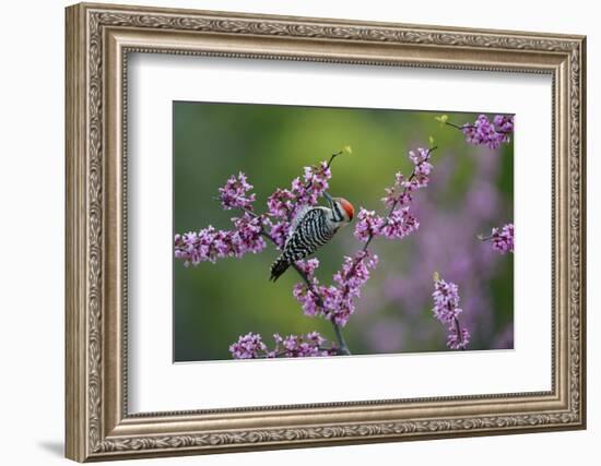 Ladder-backed woodpecker male feeding, Texas, USA-Rolf Nussbaumer-Framed Photographic Print