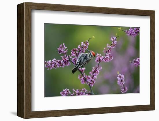 Ladder-backed woodpecker male feeding, Texas, USA-Rolf Nussbaumer-Framed Photographic Print