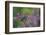 Ladder-backed woodpecker male feeding, Texas, USA-Rolf Nussbaumer-Framed Photographic Print