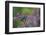 Ladder-backed woodpecker male feeding, Texas, USA-Rolf Nussbaumer-Framed Photographic Print